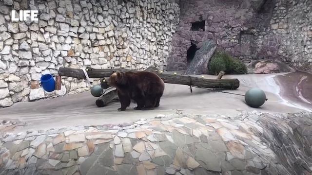 Медведи после спячки смотреть онлайн