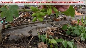 Виноград Квартет- Сигналка на прививке 28 июня 23 года. Оплодотворение, размер ягоды. Пузенко