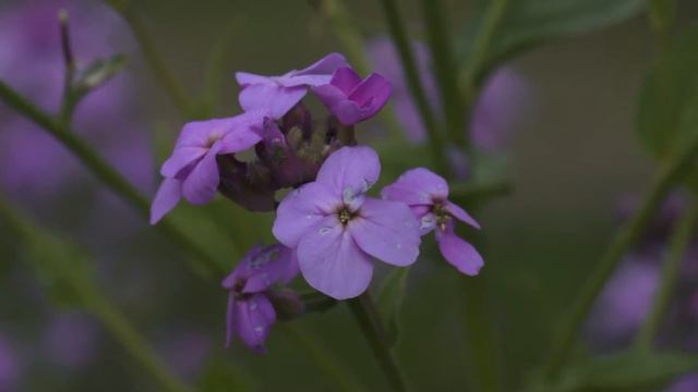 Доброе утро. смотреть онлайн