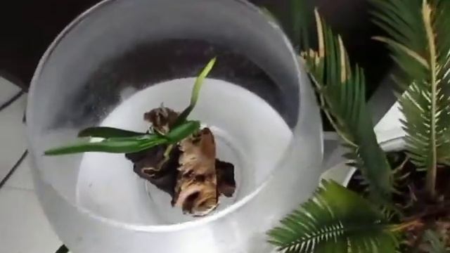 Детка орхидеи Ванда . как выращивать смотреть онлайн