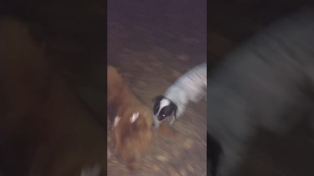 Chow Chow , Frida , paseo de Noche con amigo perro pinto смотреть онлайн