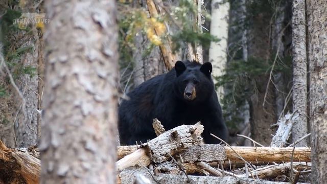 Крутого охотника собирали по кусочкам. Что произошло с Bart Schleyer Странный случай смотреть онлайн