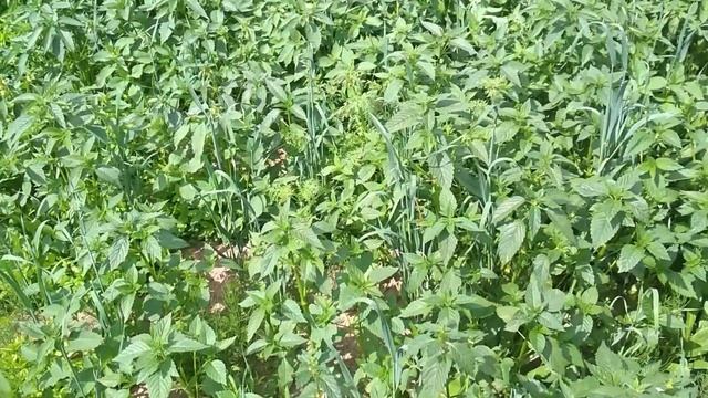 Сравнение Сидератов Медоносов | Стрелёнки смотреть онлайн