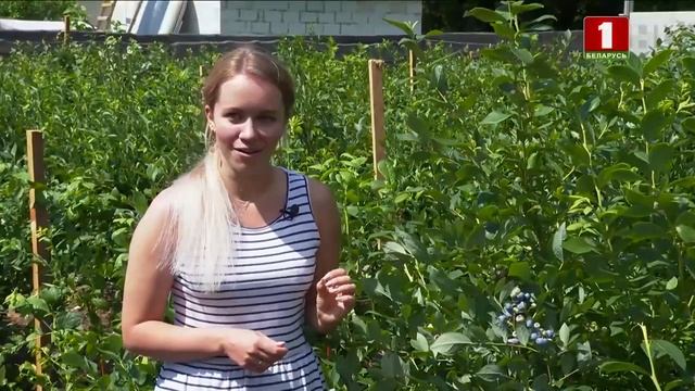 Голубика: посадка и уход, виды и сорта смотреть онлайн