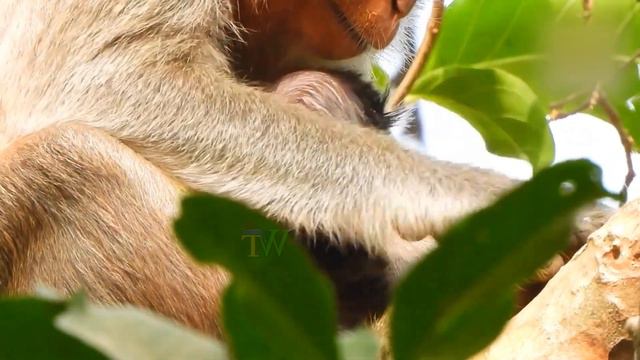 Adorable newly baby monkey try very hard hug mum on the high tree | Footage Animals смотреть онлайн