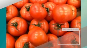 Томат Марьина роща F1 - описание сорта