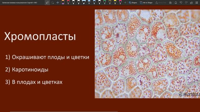 Типы ПЛАСТИД и их функции ЕГЭ смотреть онлайн