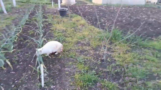 Обычное утро🐤🐔 Замуровали все😏😎😻 Вечер 😼Соблазнила таки 😍 Кубань смотреть онлайн