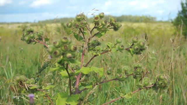 Паракино - тишина чертополоха - Москвография - Что посмотреть в Мордовии / #Санаксарский #монастырь смотреть онлайн