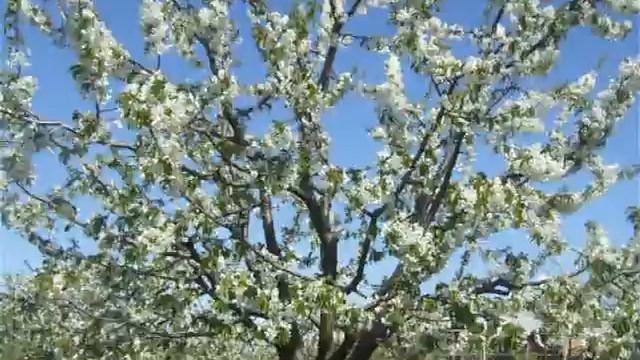 цветение черешни бигаро Оротовского 14 лет смотреть онлайн