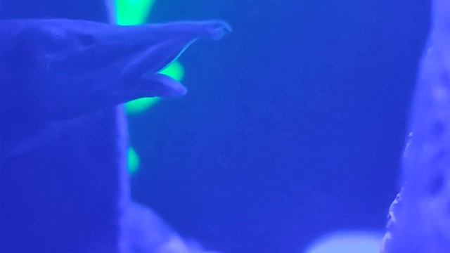 Мастацембел Арматус (Mastacembelus) после перестановки. смотреть онлайн