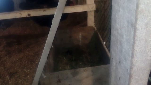 Курятник птица переезд планы смотреть онлайн