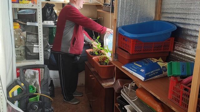 Семена на 2023г./Обзор семян/Подготовка к сезону/#сибирь#семена#влог#дача#огород смотреть онлайн