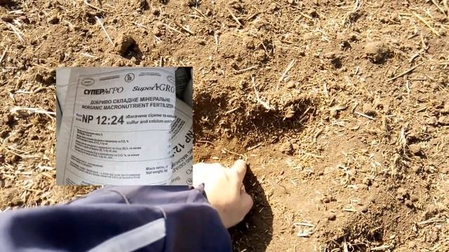 Прикатывание посева озимого ячменя. Ищем всходы озимой пшеницы. смотреть онлайн