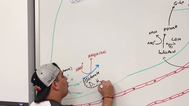 Metabolism | Amino Acid Metabolism смотреть онлайн