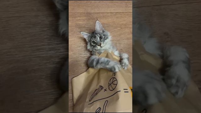 Почувствуй ритм #кот #коты #мейн #кун #мейнкуны #мейнкункотята #расслабление #asmr #animals смотреть онлайн