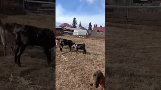 видео козлы смотреть онлайн