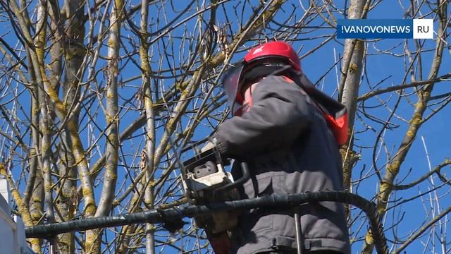 В Иванове начали применять формовочную обрезку деревьев смотреть онлайн
