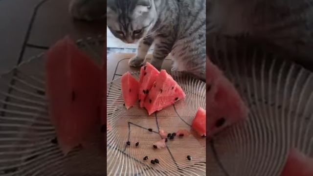 Хочу колбасууу...