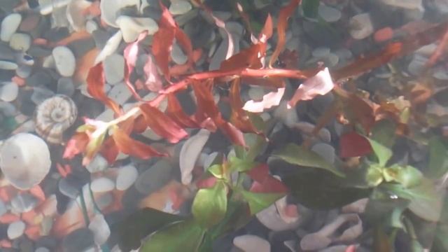 Людвигия смотреть онлайн