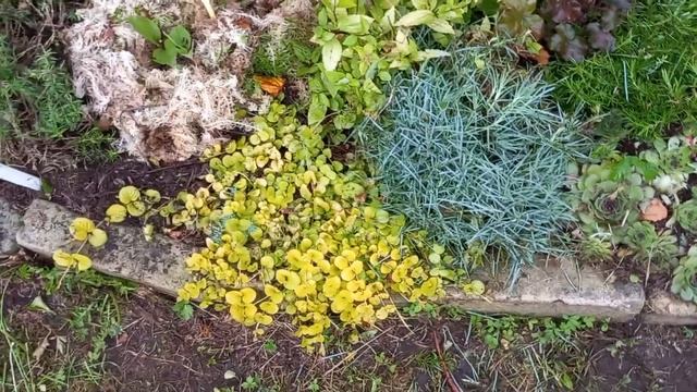 ОБЗОР ЦВЕТНИКА С ГОРТЕНЗИЯМИ И ПОЧВОПОКРОВНЫМИ РАСТЕНИЯМИ.??? смотреть онлайн