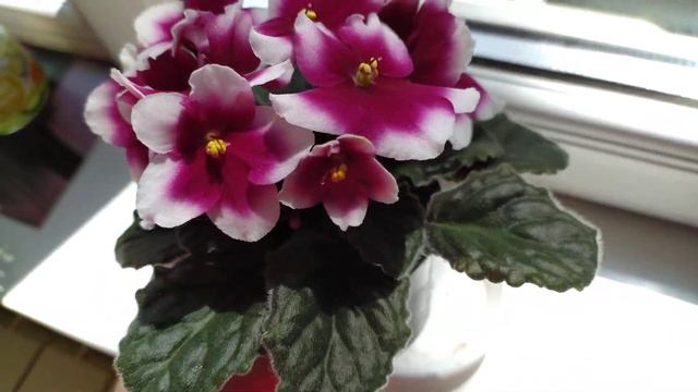 Humako Flame смотреть онлайн