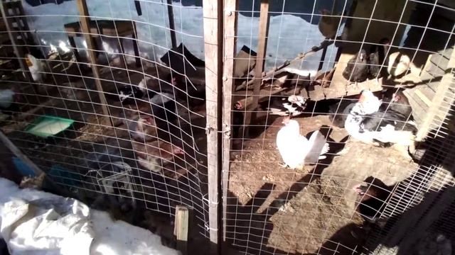 Принимаем заказы на мускусных утят и цыплят загорской лососевой. Инкубационное яйцо смотреть онлайн