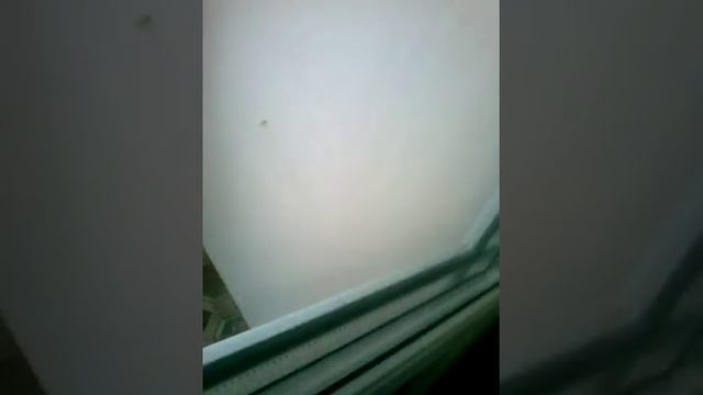 У нас на болконе зимовала бабочка?! смотреть онлайн