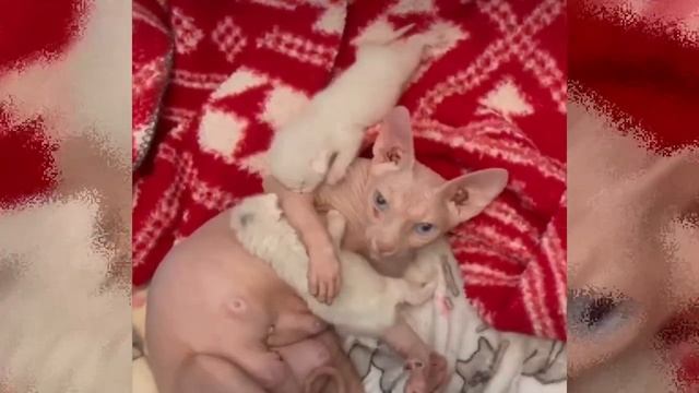 Cat reunites with her kittens and adopts two more embers смотреть онлайн