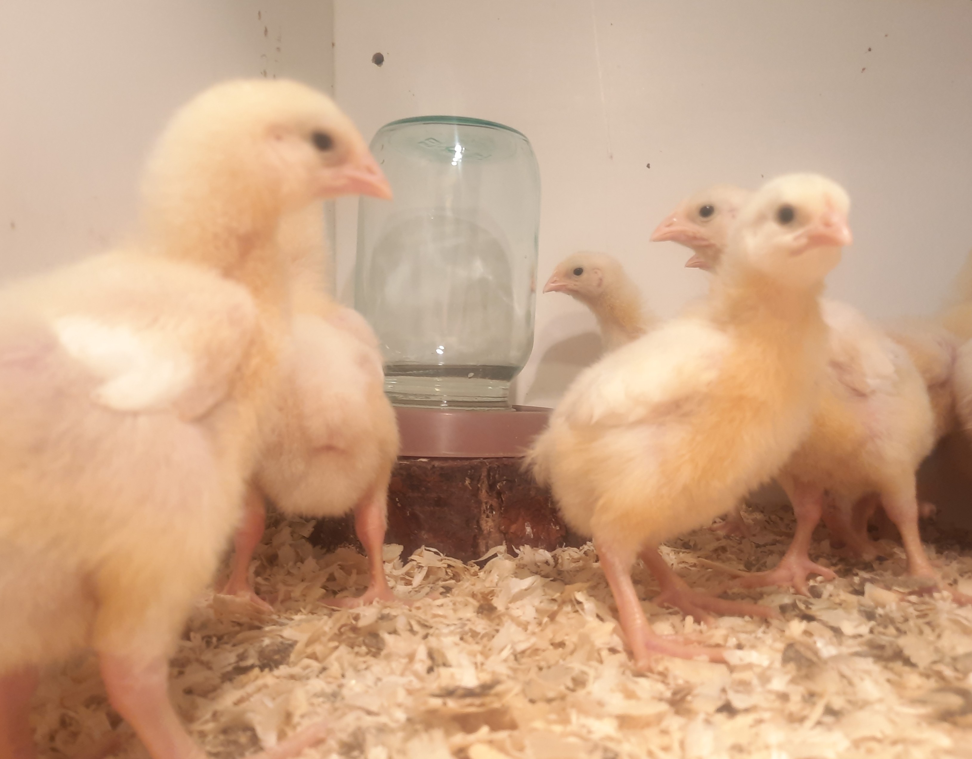 Мой способ выращивания бройлеров в хозяйстве смотреть онлайн