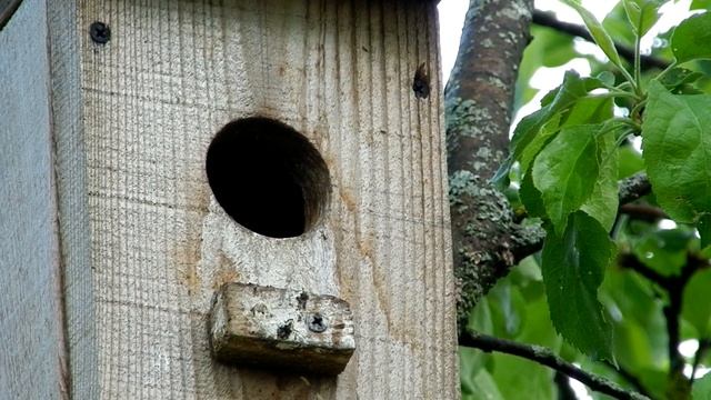 Скворцы. Как живут наши пернатые соседи. смотреть онлайн