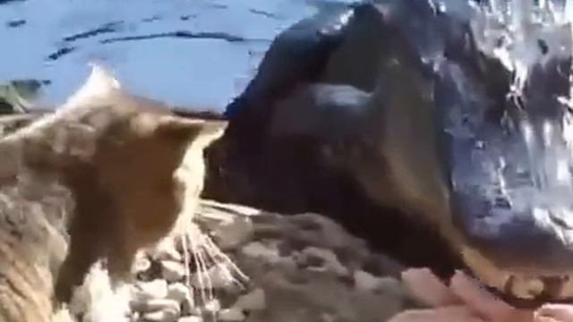 Схватка кота с крокодилом смотреть онлайн