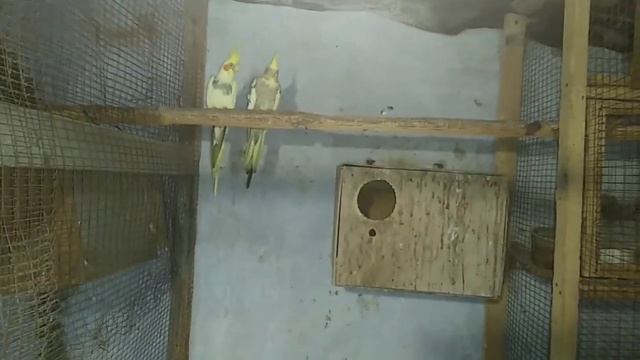 Разведение корелл. смотреть онлайн