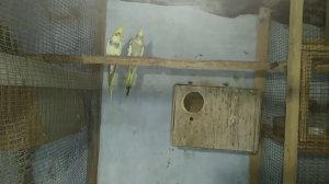 Разведение корелл.