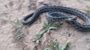 Атака степной гадюки