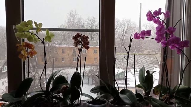 Оранжевая, жёлтая, пятнистая, розовая...Орхидея!😍 Орхидеи все в цвету🌺, а за окном снега метут ❄️🌨️ смотреть онлайн
