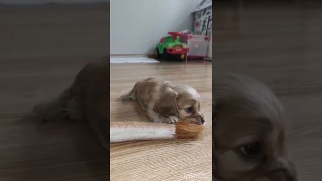 #английский кокер спаниель #пополнение в семье #сочи