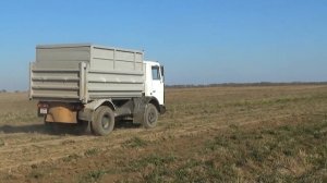 Завершение уборки картофеля в СПК «Гигант»