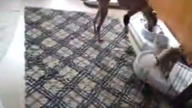 Italian Greyhounds: time to play and time to learn. Левретки: играем и учимся. смотреть онлайн