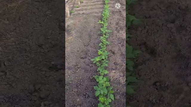 Сажаем Маравилу на маточник ,ремонтантные сорта #маравила #малина #ежевика смотреть онлайн