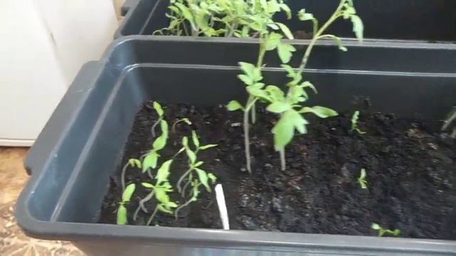 Дела житейские . Готовлю завтрак /Пикирую рассаду.