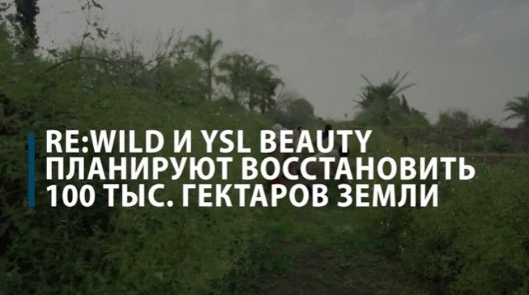 Re:wild и YSL Beauty планируют восстановить 100 тыс. гектаров земли