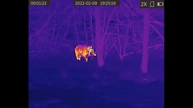 Охота на кабана с прицелом HIKMICRO PANTHER PQ50L смотреть онлайн
