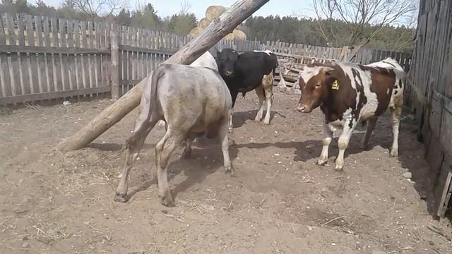 Большие быки на прогулке меряются силами! смотреть онлайн