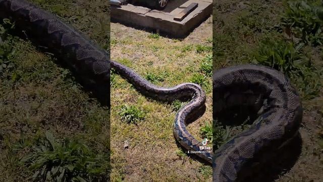 huge reticulated python смотреть онлайн