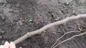 Как укрыть инжир на зиму?