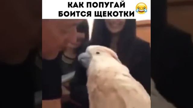 Всё класс но есть минус я боюсь...... смотреть онлайн