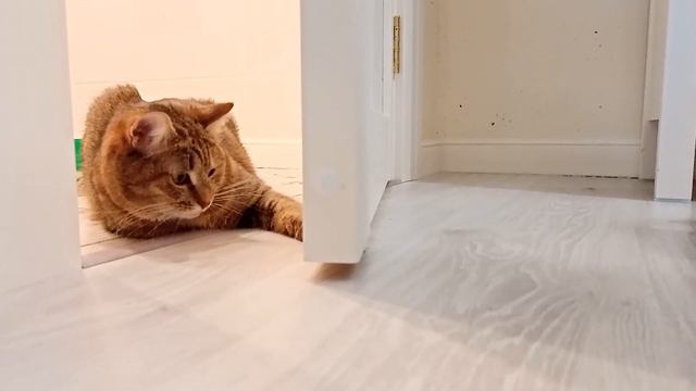 Еще один день кошечки Эли прошел не зря. смотреть онлайн