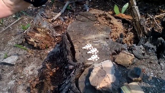 КЛАД ВЕЛИКОЛЕПНОГО ЛЕСНОГО ЗОЛОТА! В ПОИСКАХ КЛАДА И ЗОЛОТА ОТ ВИКЛИНГА! смотреть онлайн