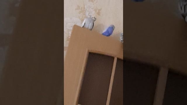 Серёжа играет Жоре и Розе смотреть онлайн